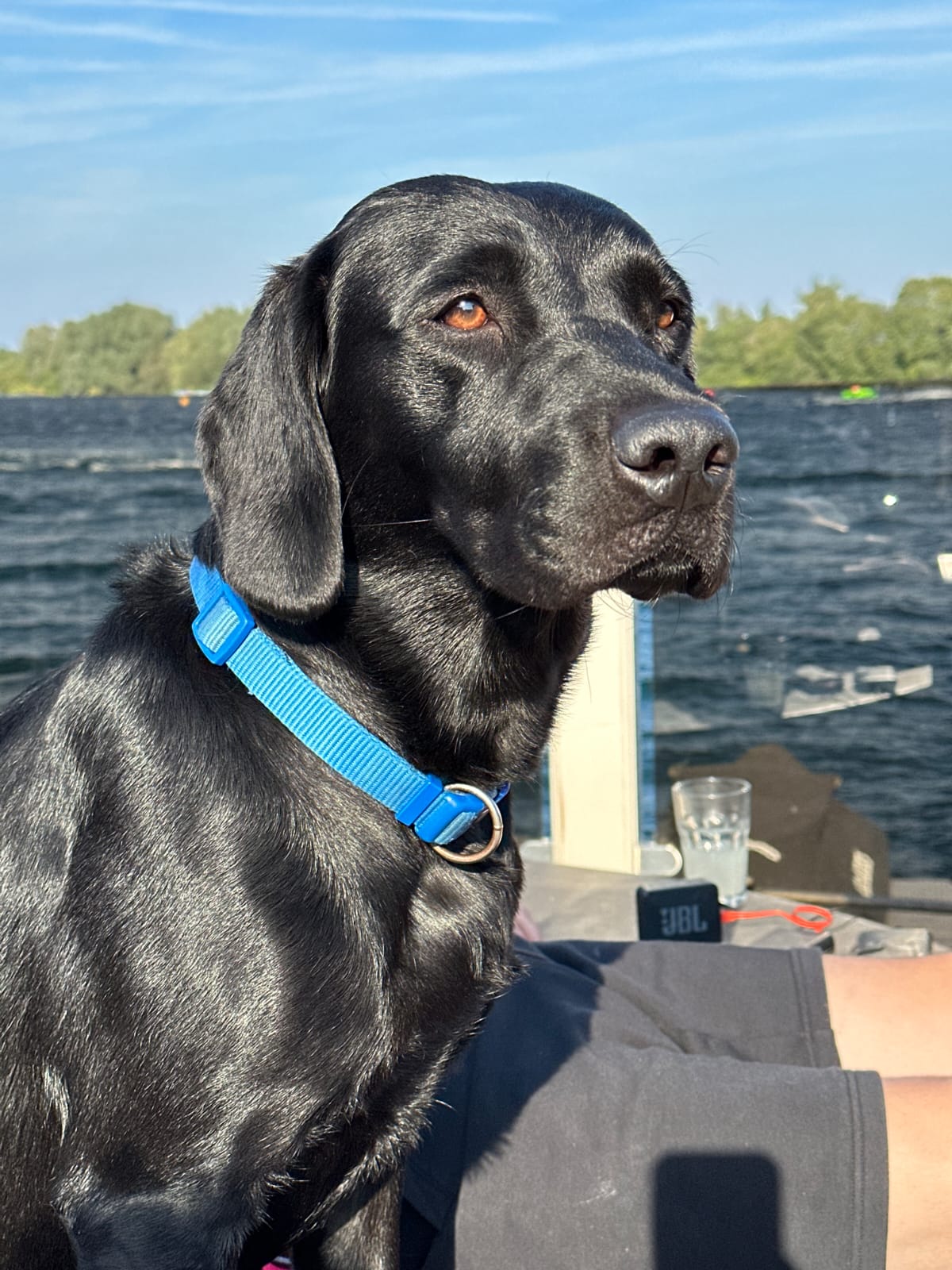 Ace, Phil's black dog, wearing a blue collar outdoors
