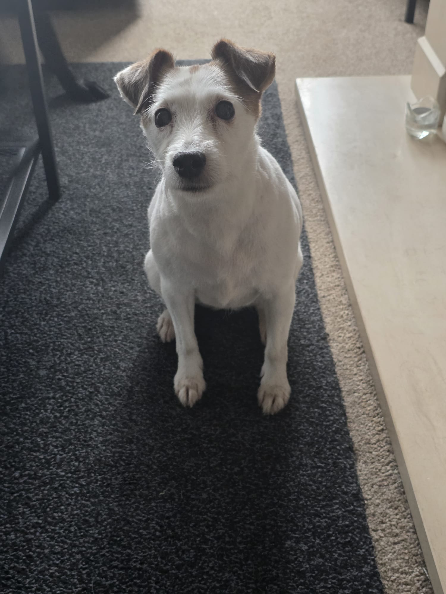 Bella, Phil's small white and brown dog, sitting indoors