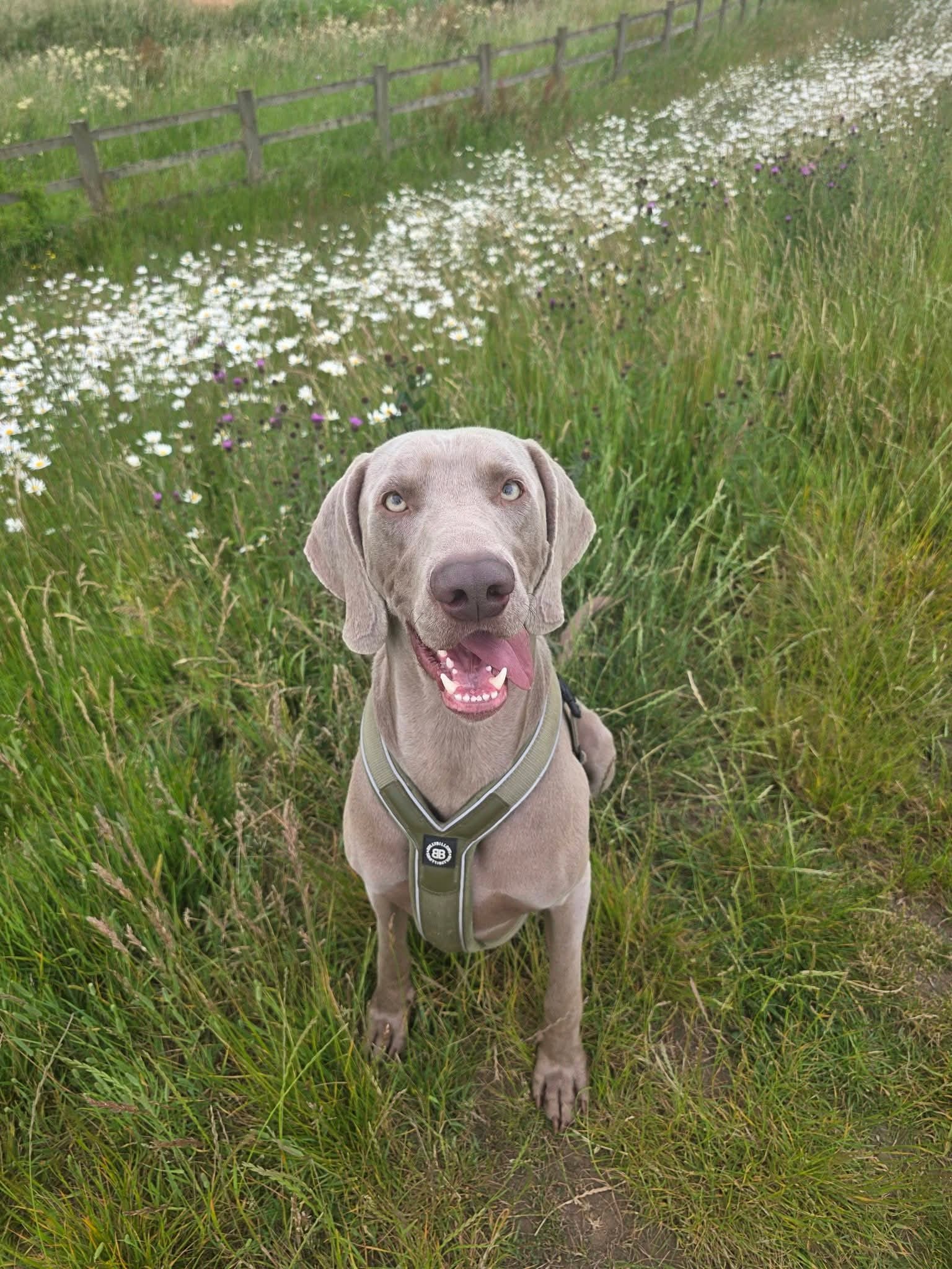 Alvar sitting in long grass
