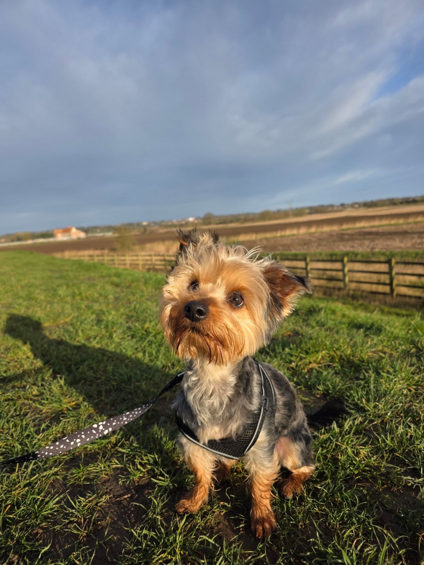 Big Bruce sitting in a field