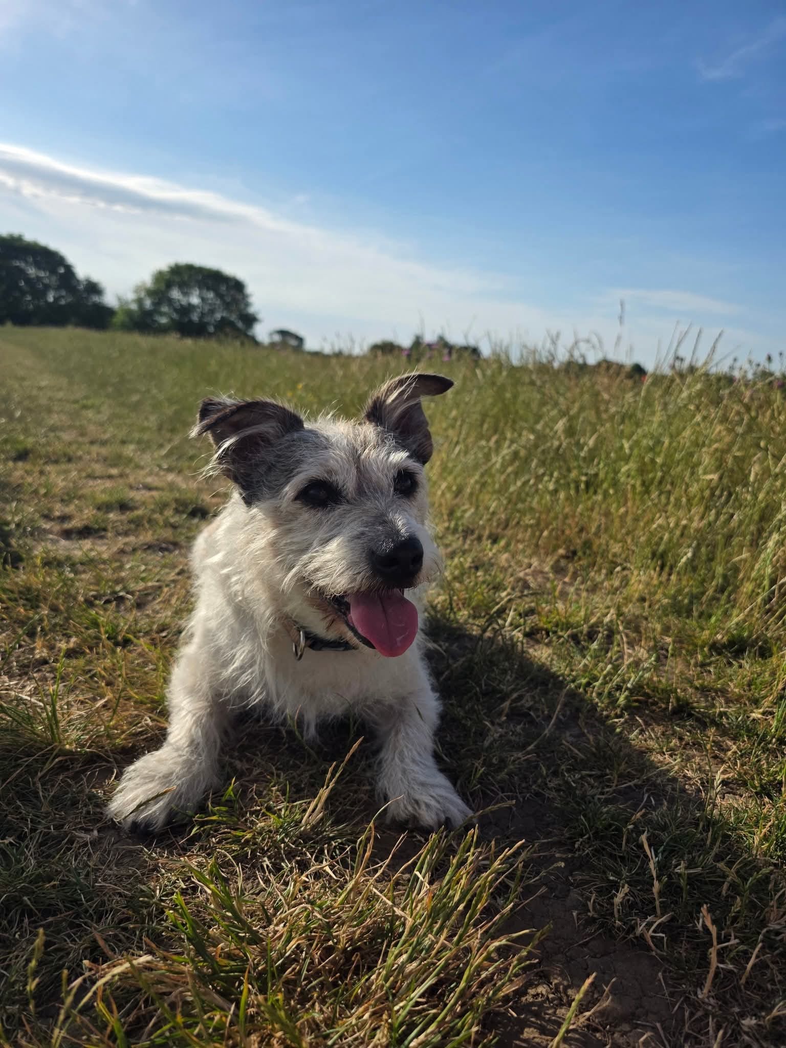 Brucey Bear sitting in a field