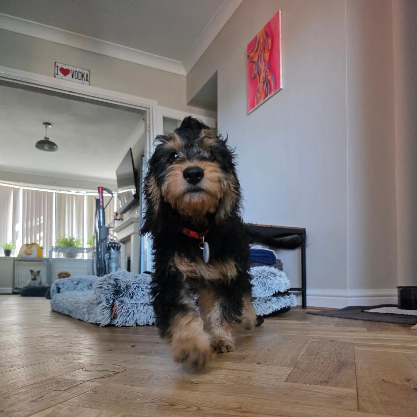 Crazy Chutney walking towards the camera at Phil's home