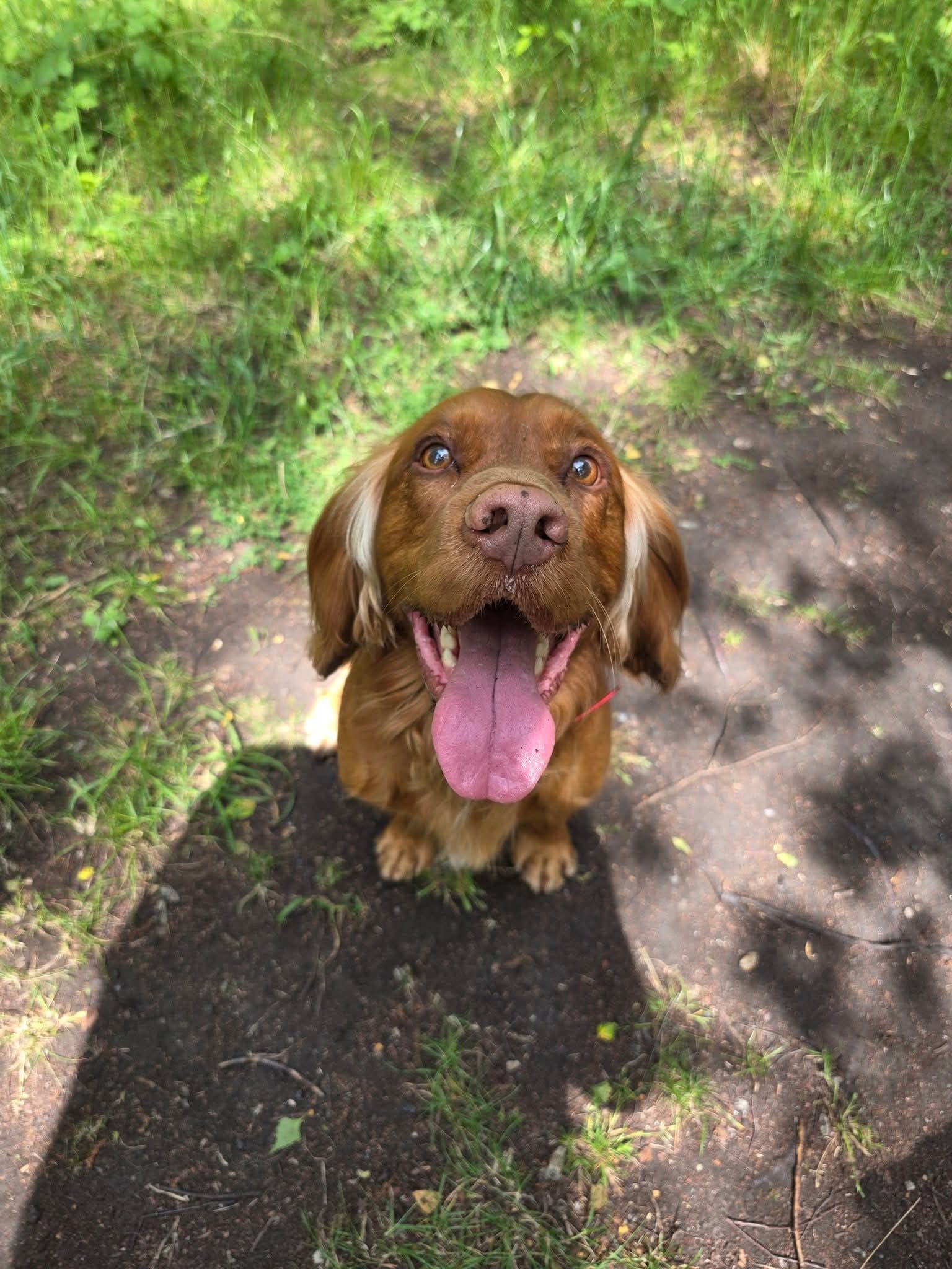 Handsome Hedley sitting on a woodland path