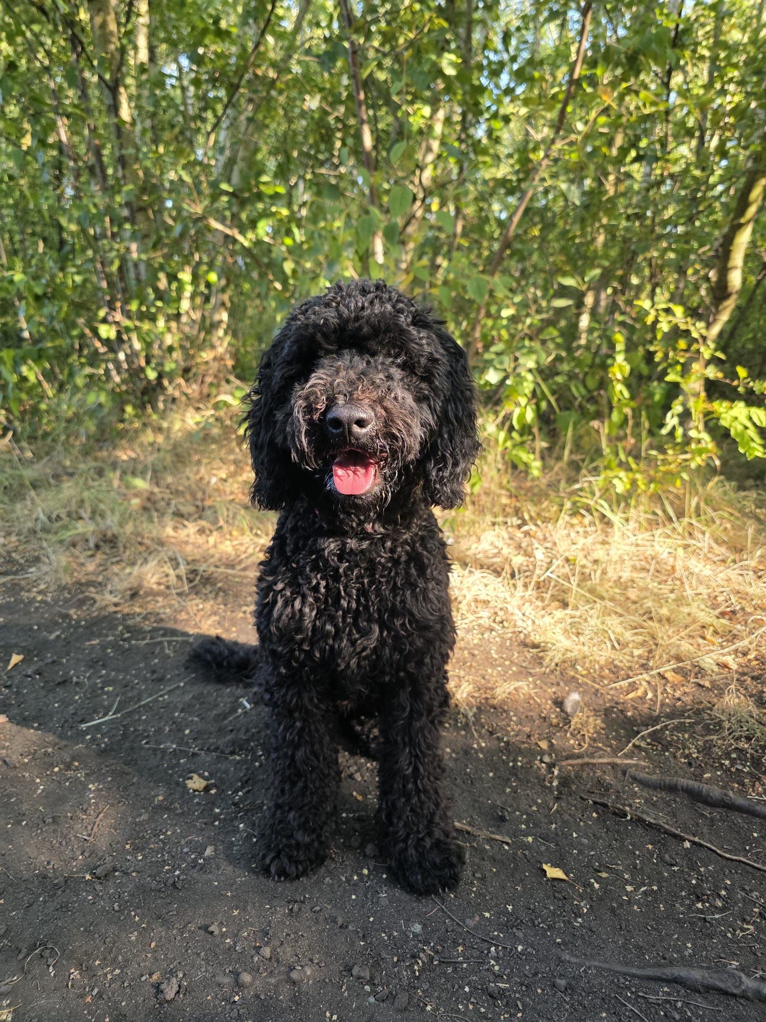 Hattie sitting on a woodland path