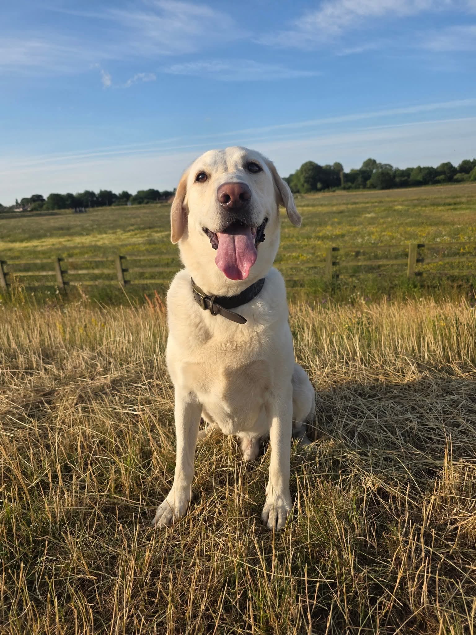 Hurricane Hendrix sitting in a field