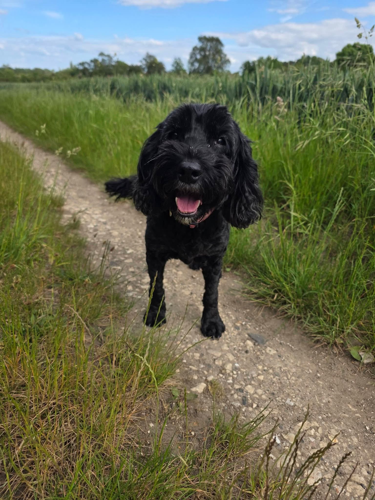 Icon Ivy walking along a grass path