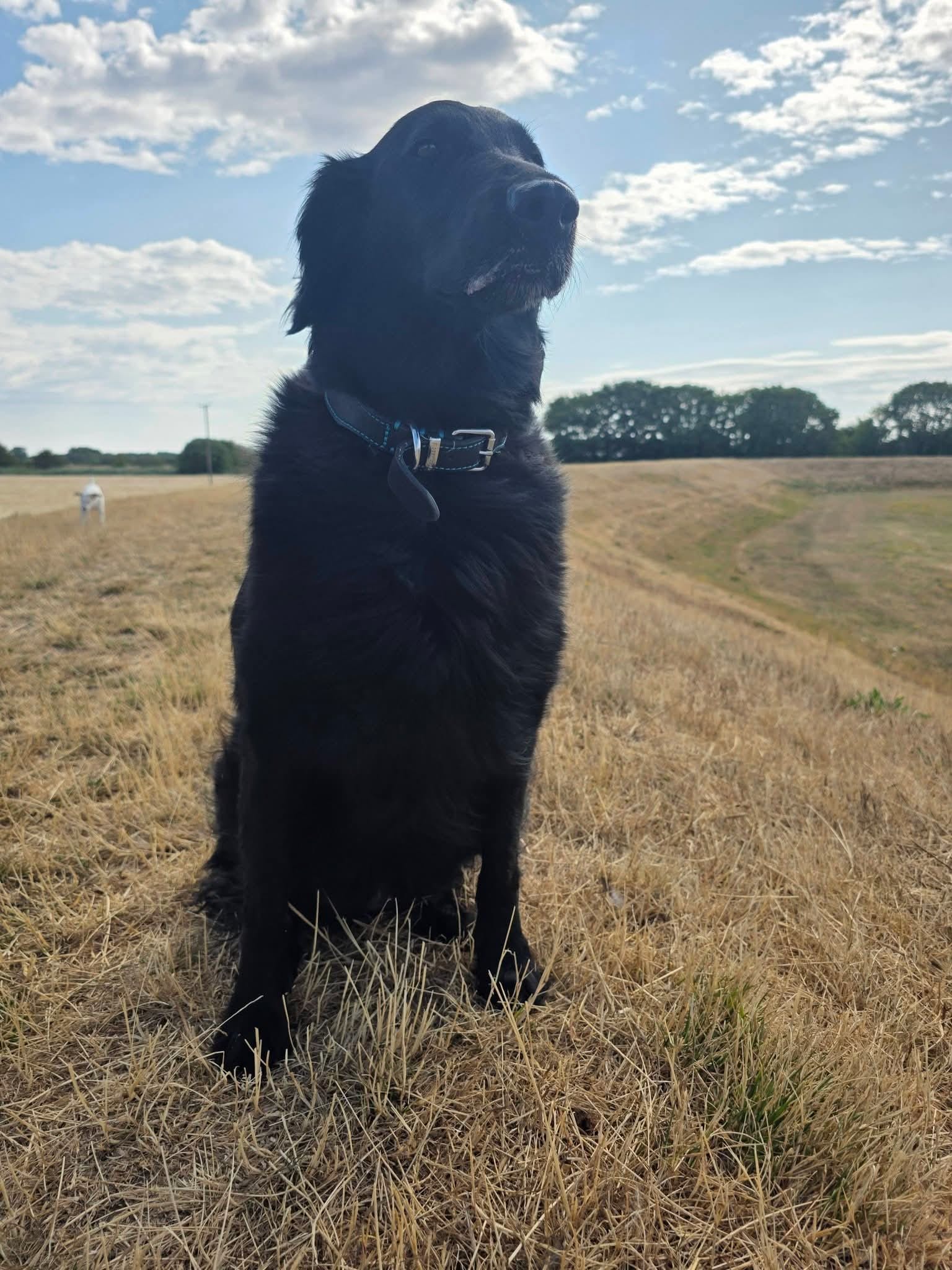 Jhett sitting in a field