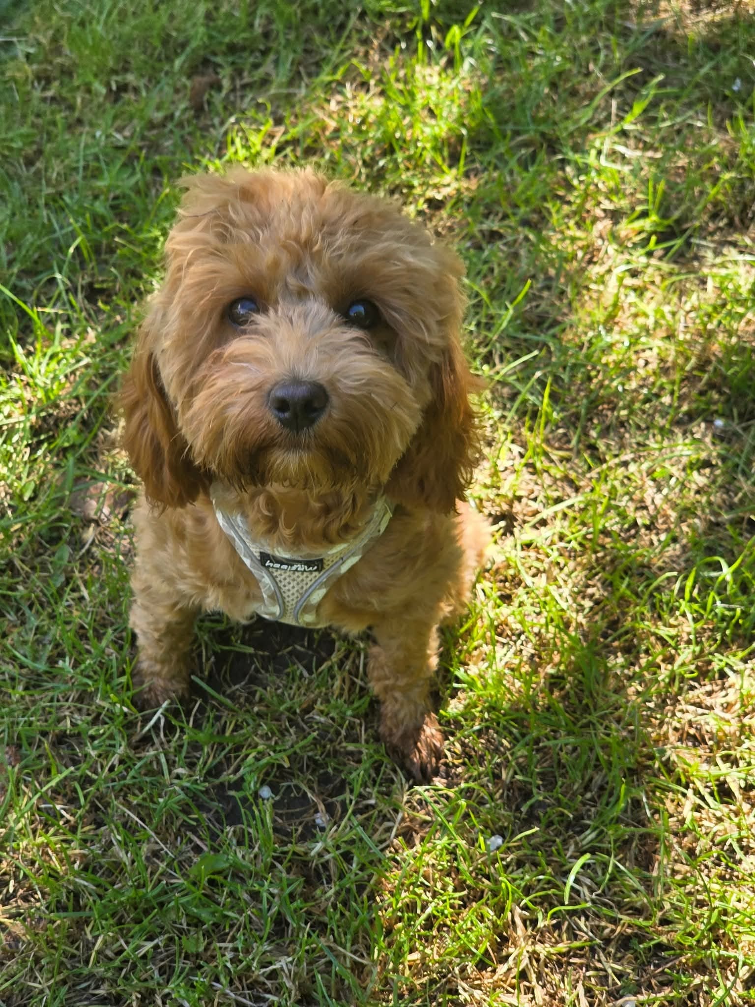 Mini Miso standing on grass