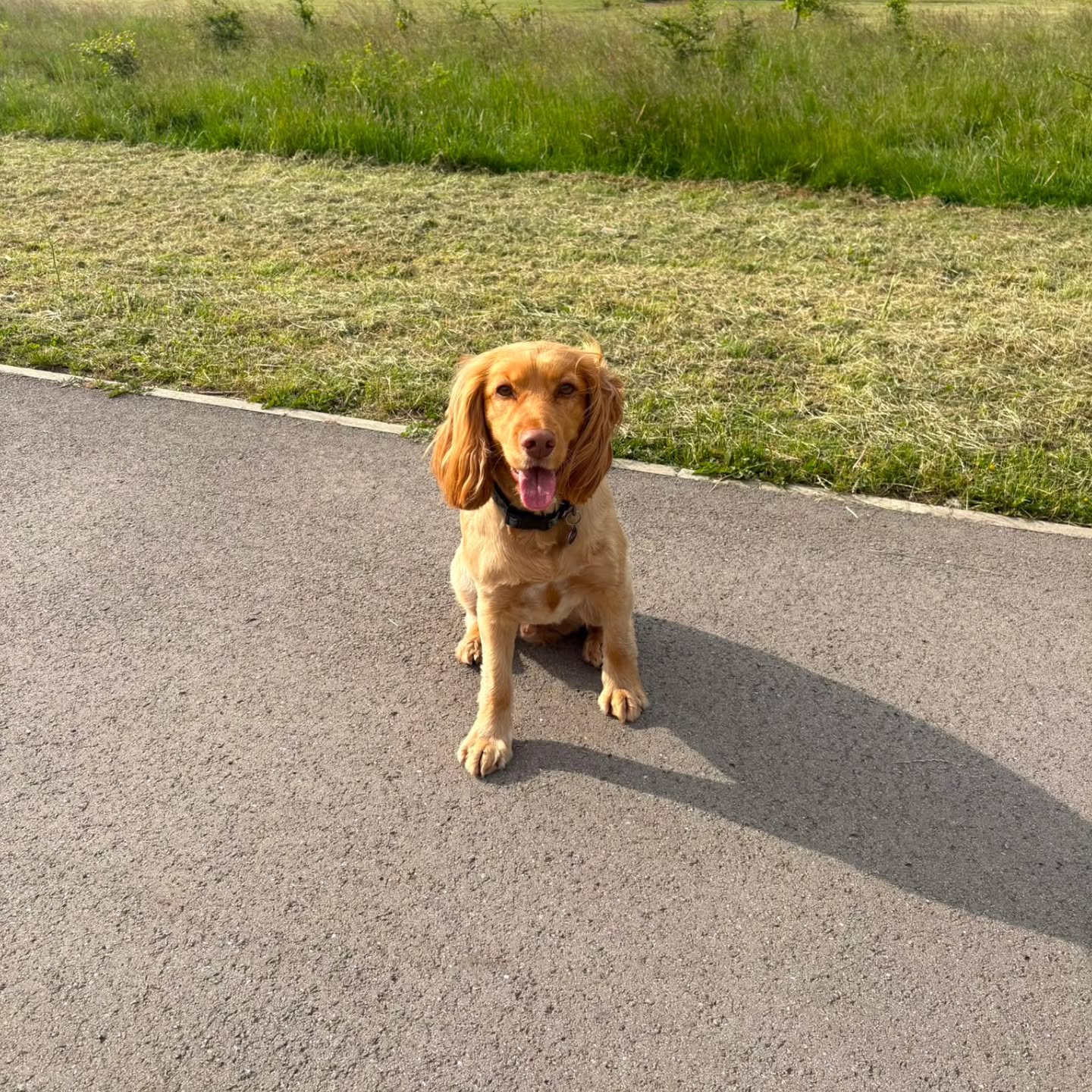 Otto sitting beside a local field