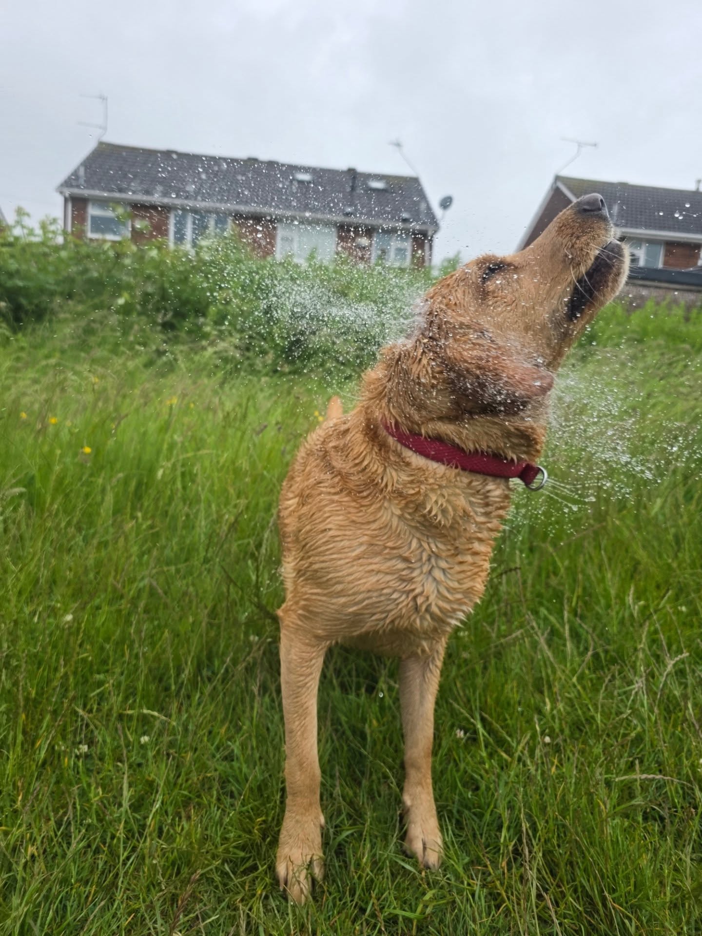 Princess Elsa shaking water from her coat on a walk