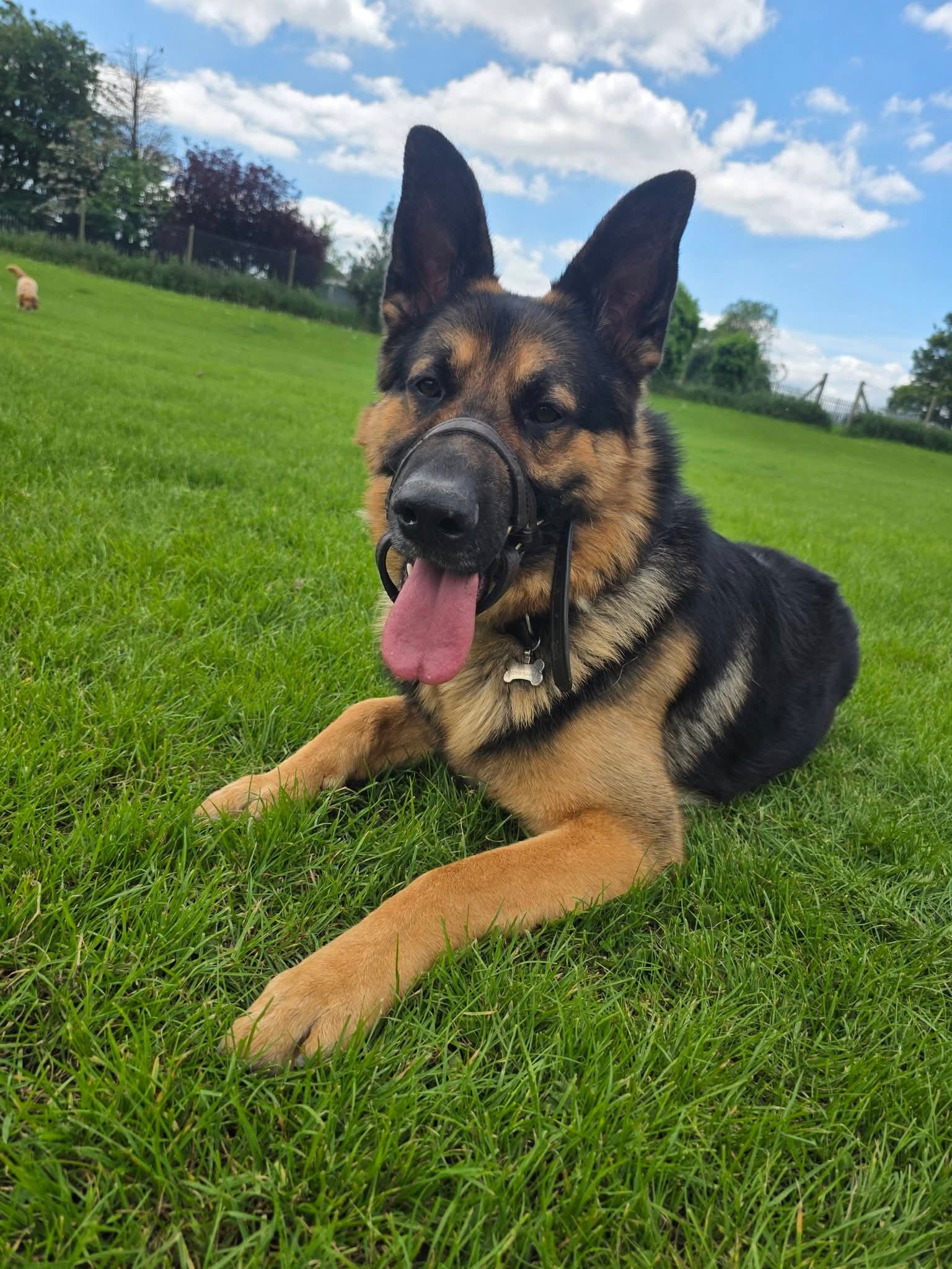 Rocket Ronnie lying on grass