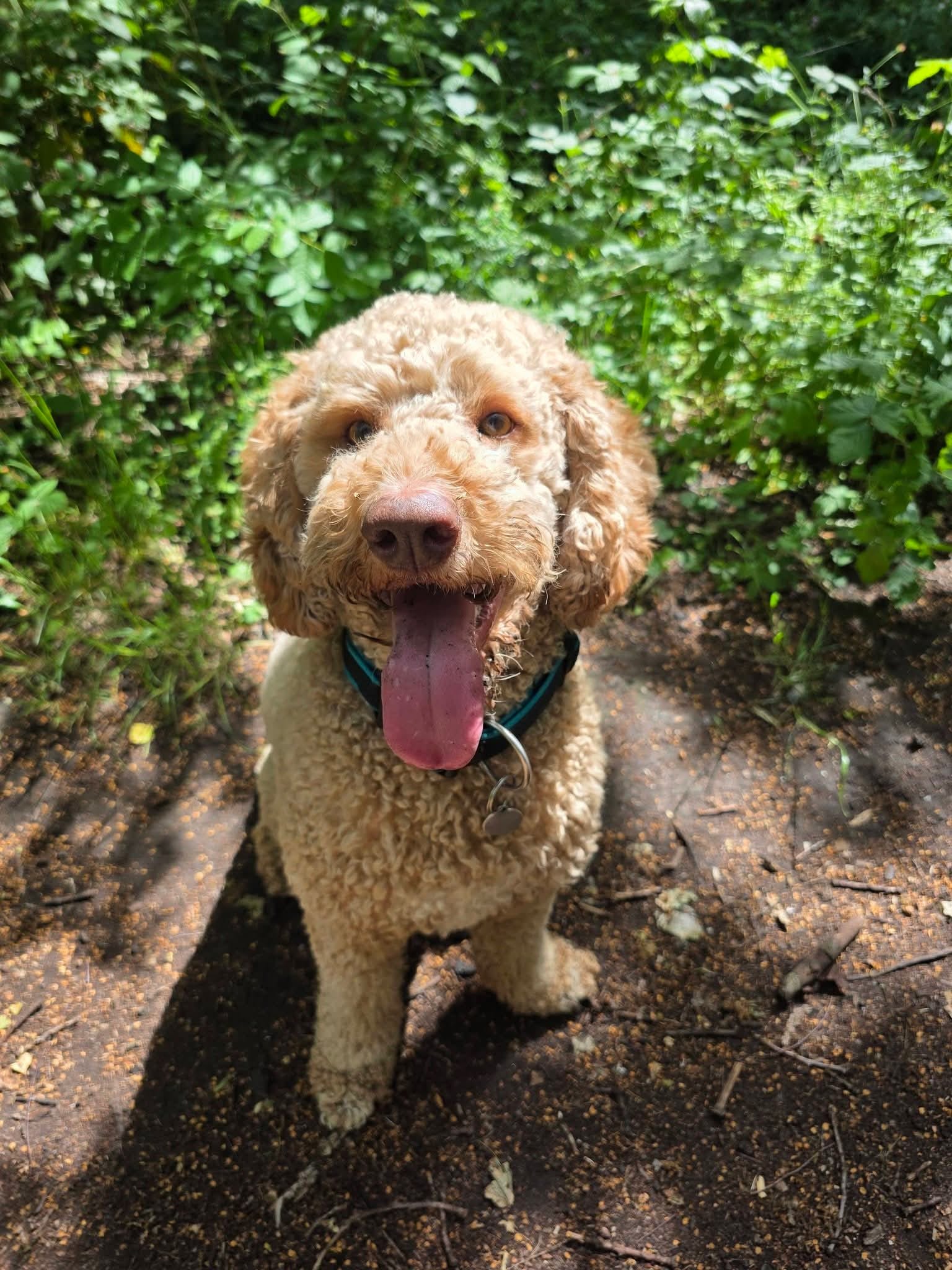 Silly Sid sitting on a woodland path