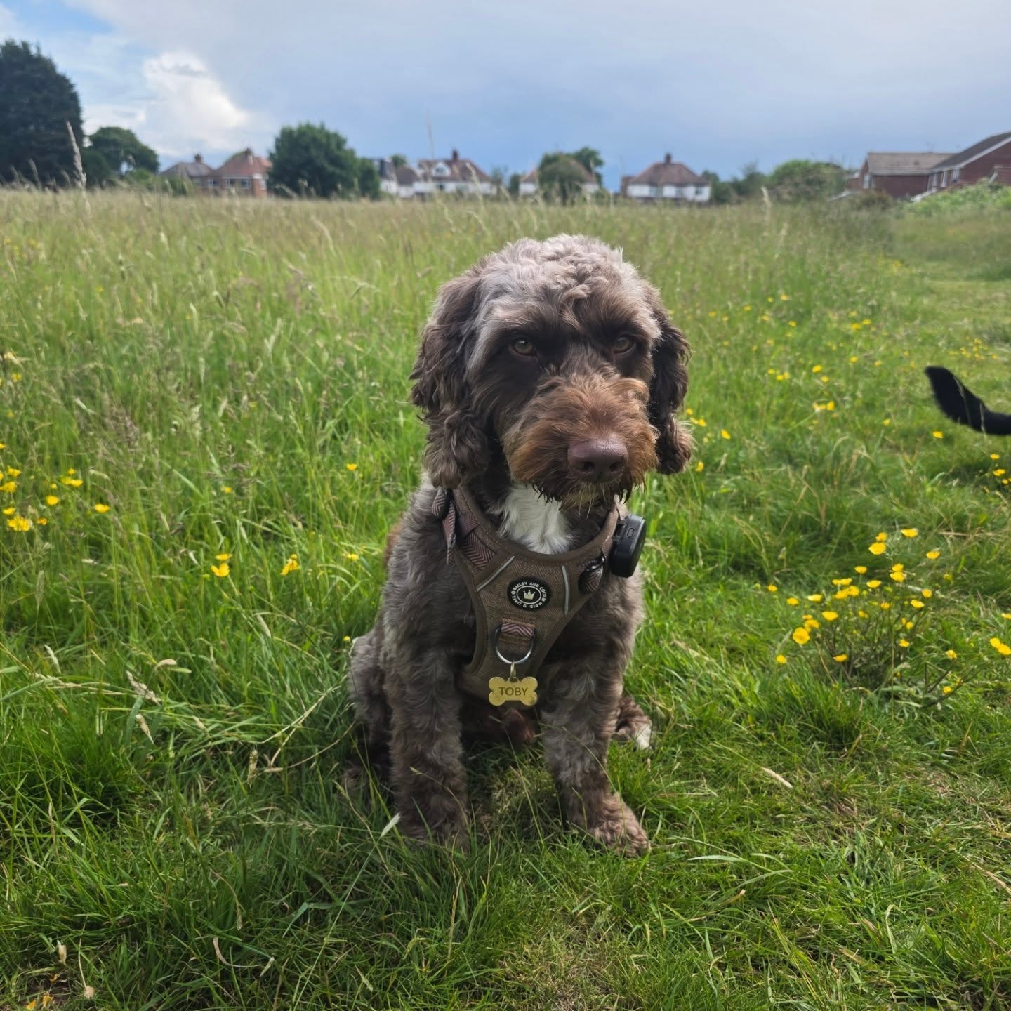 Toby-lerone sitting in a grassy field
