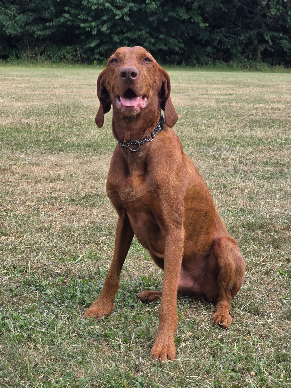 Vinny Jr sitting in a field