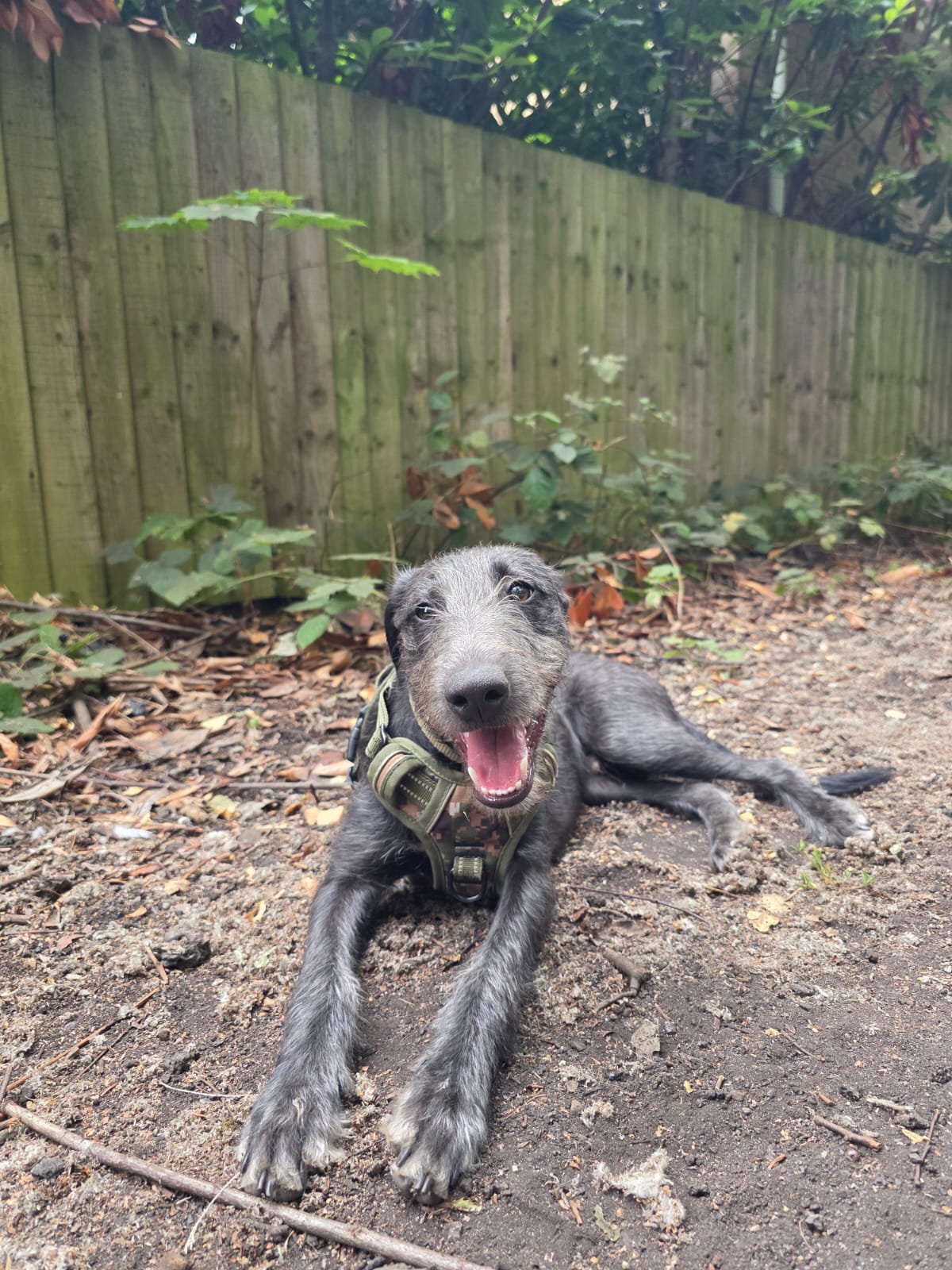 Wee Wilf lying on a woodland path