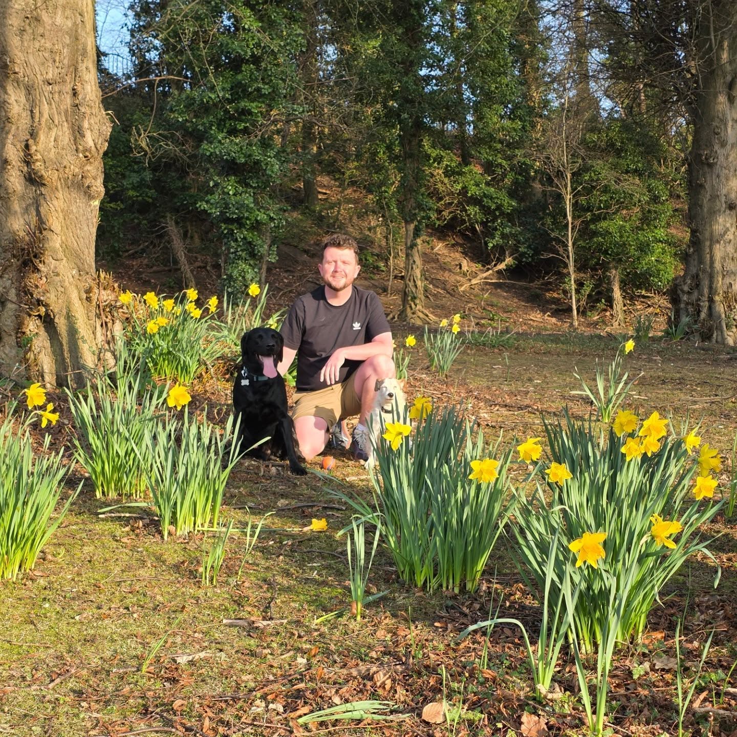 Phil outdoors with Ace and Bella among spring daffodils