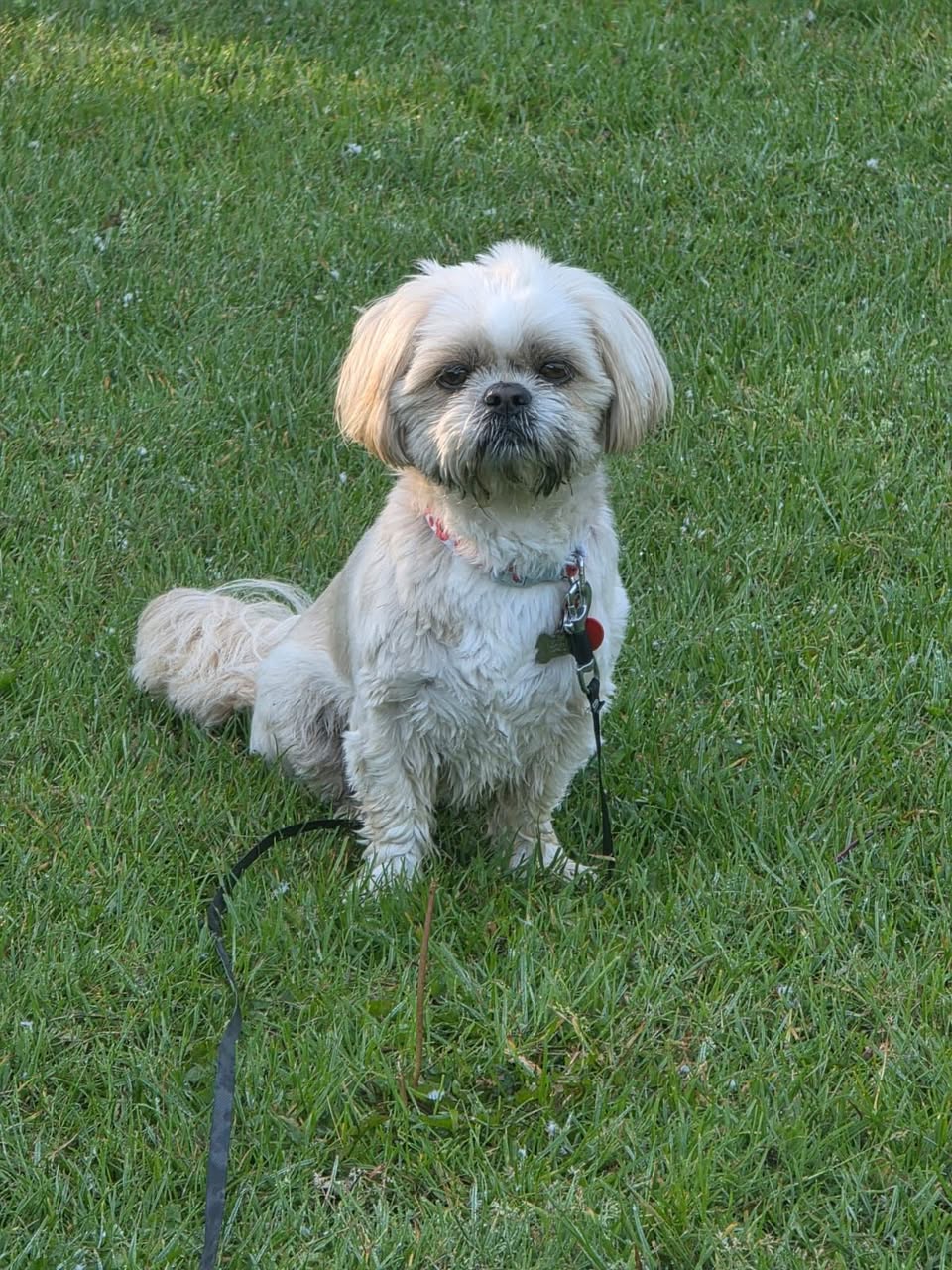 Lola sitting on grass